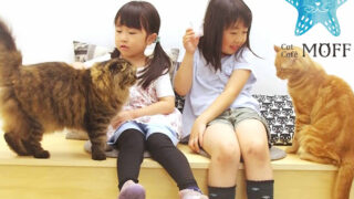 町田｜猫カフェ｜Moff animal cafe グランベリーパーク店
