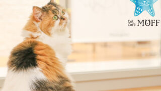 埼玉 | 菖蒲｜猫カフェ｜Cat Café MOFF モラージュ菖蒲店