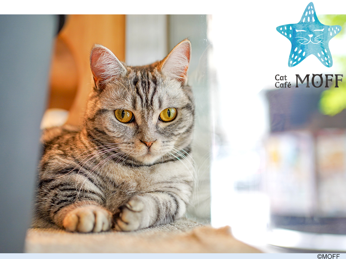 ねこCAFE MOFF ヨドバシAkiba店