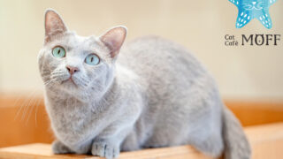 東京｜原宿｜猫カフェ｜Cat Cafe MOFF CUTE CUBE 原宿店