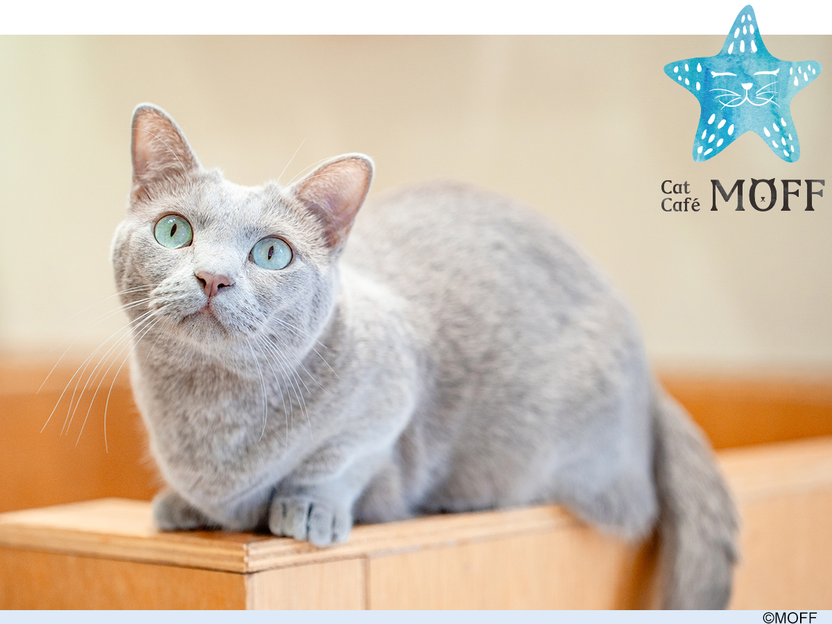 Cat Café MOFF CUTE CUBE 原宿店