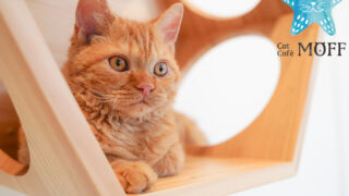 cat-shop_09hiroshimafuchu_01-