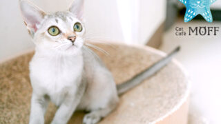 フリッカ もちもちぴろー ねこ 猫 ネコ まつもと Amazon.co.jp: フリッカ もちもちぴろー ねこ 猫 ネコ まつもと