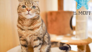 エマルイオン7　ネコgreenサマ ZS0407E-Full Electric-Zoomlion Access