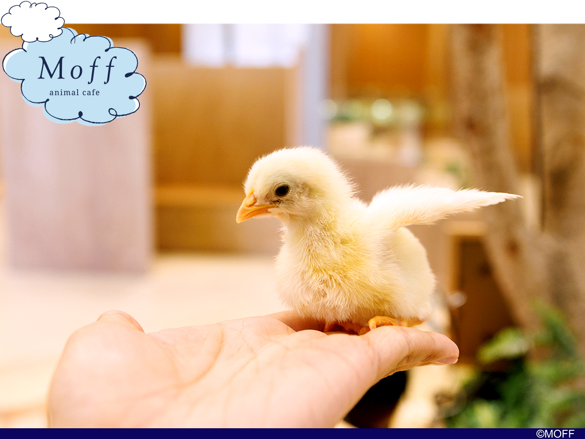 Moff animal cafe CUTE CUBE 原宿店