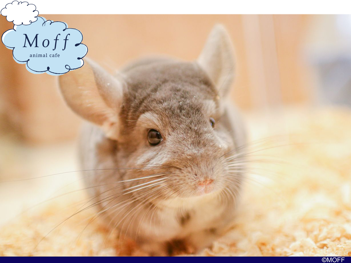 Moff animal cafe CUTE CUBE 原宿店