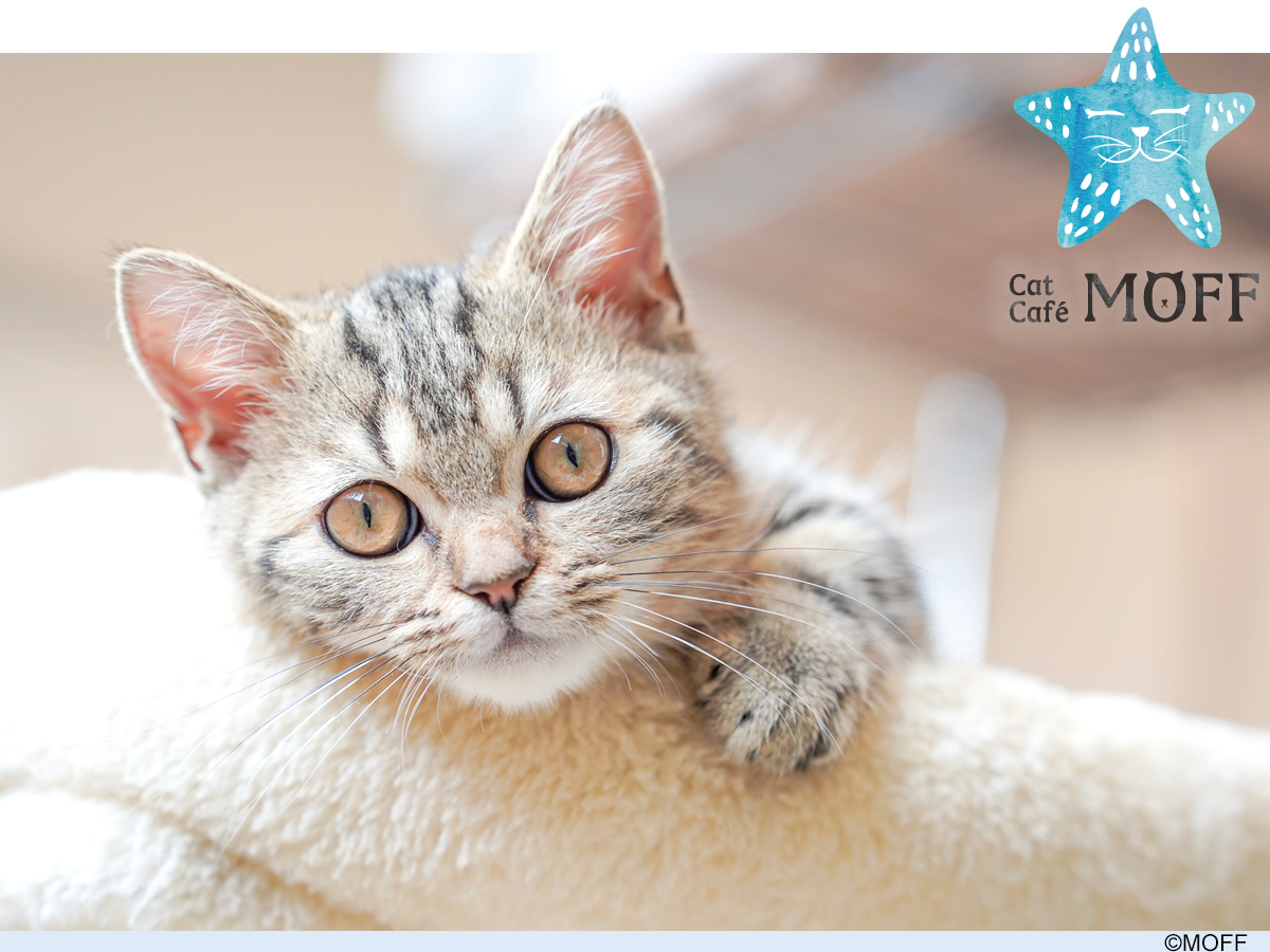 Cat Café MOFF イオンモールりんくう泉南店