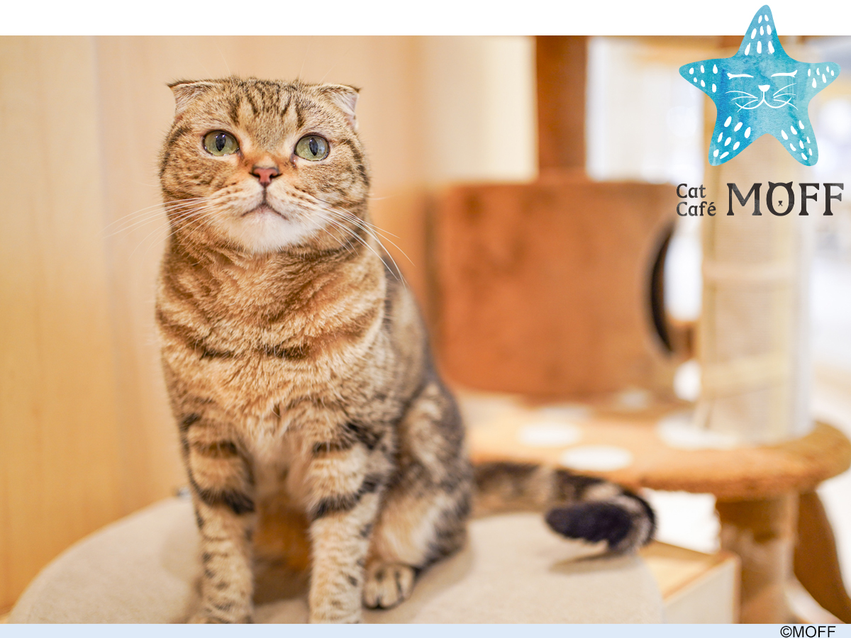 2024年10月18日（金） 新店舗【Cat Café MOFF イオンモール熊本店】オープン！