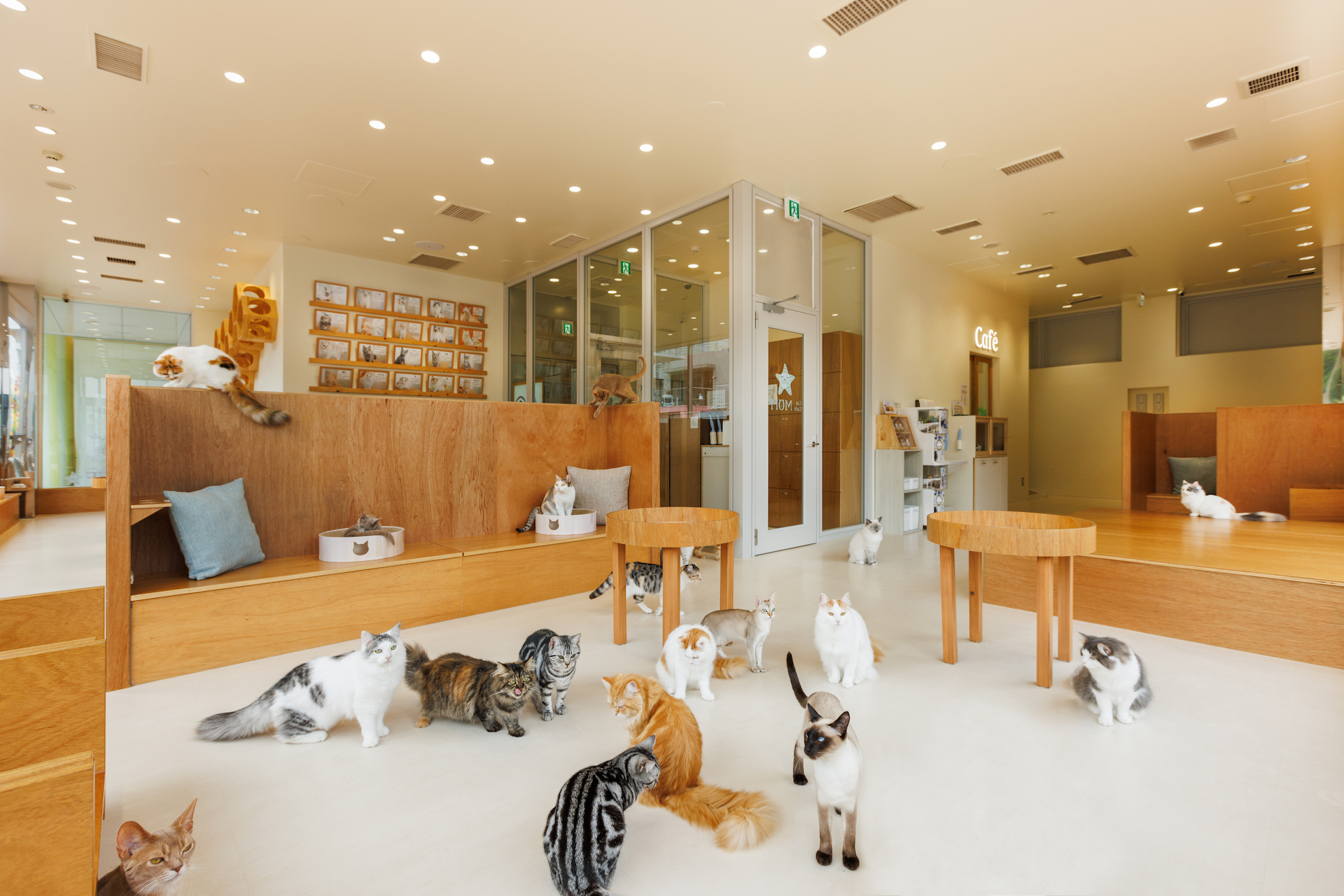MOFF Store Operations Business Introduction Section: The Cat Cafe