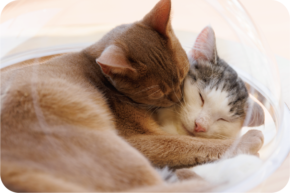 癒しの空間MOFF猫カフェのイメージ写真