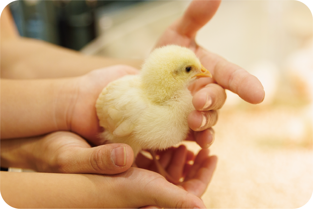 ひよこふれあいMOFFアニマルカフェふれあいの様子