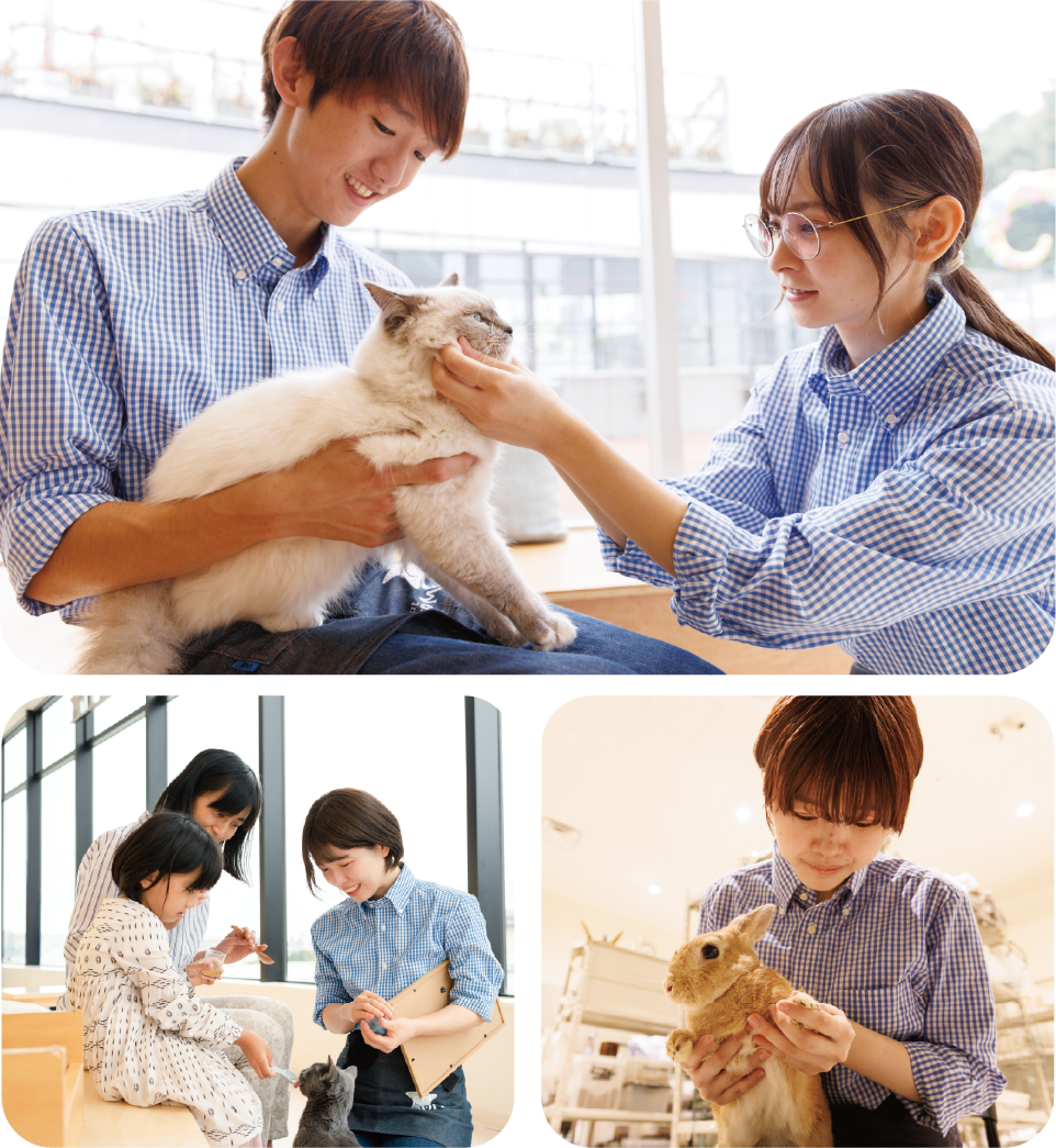 Staff and cats having a meeting