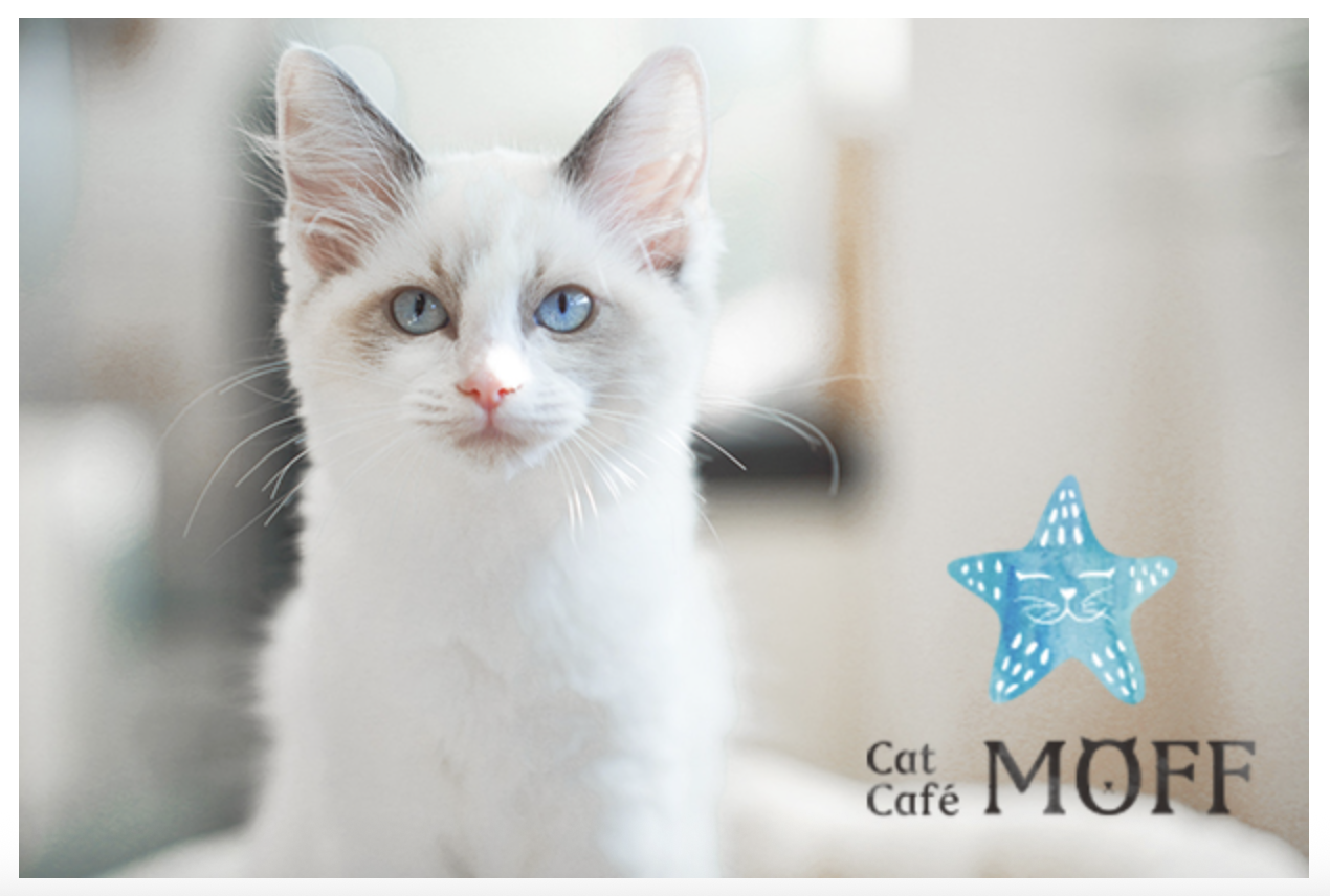 Cat Café MOFF イオンモール川口前川店(埼玉県川口市)