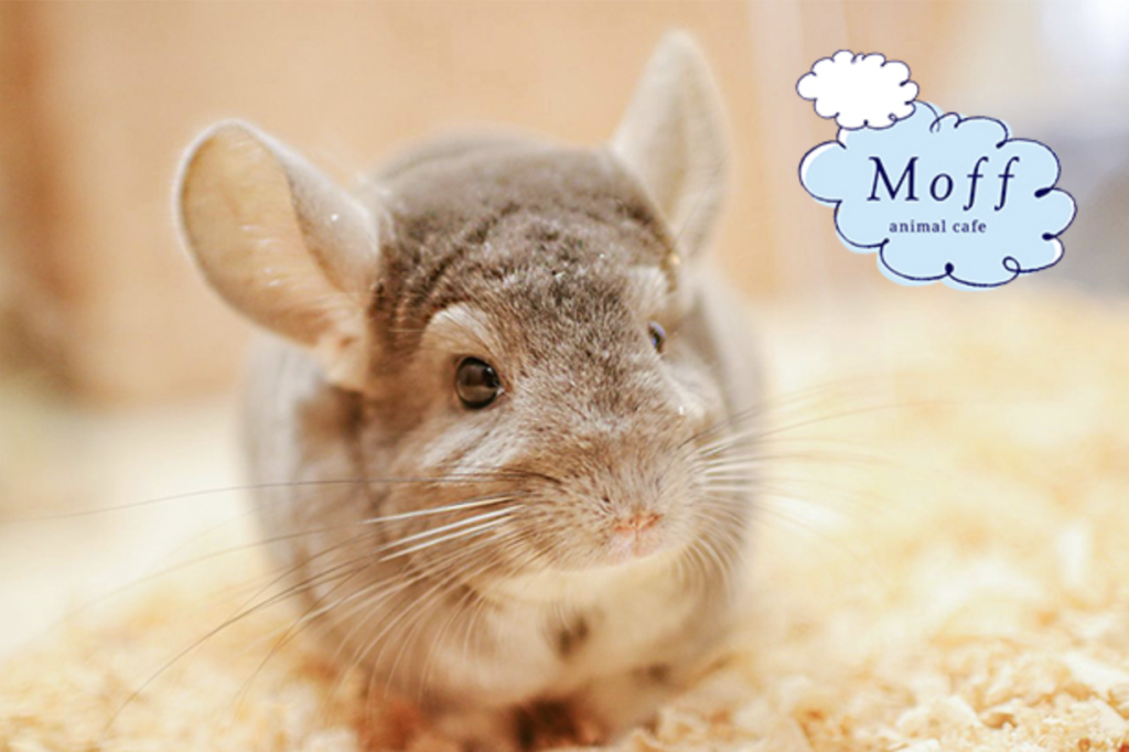 アニマルカフェ モフ 原宿