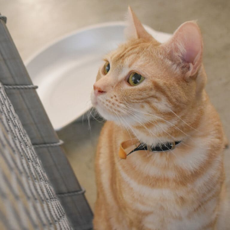 アメリカンショートヘア