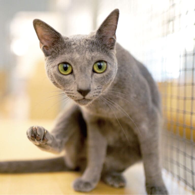 ロシアンブルー