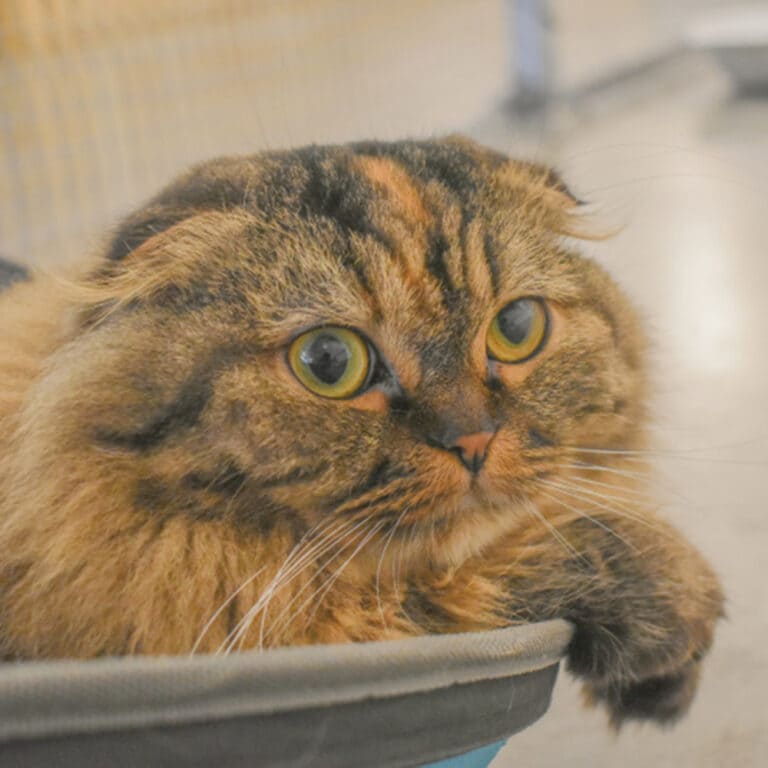 スコティッシュフォールド