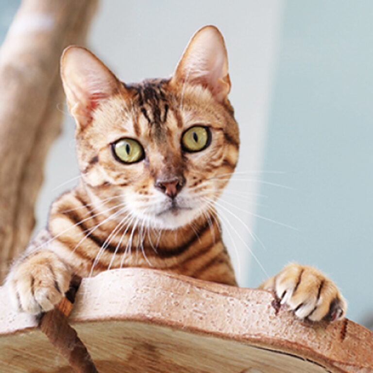 Moff animal cafe イーアスつくば店の猫