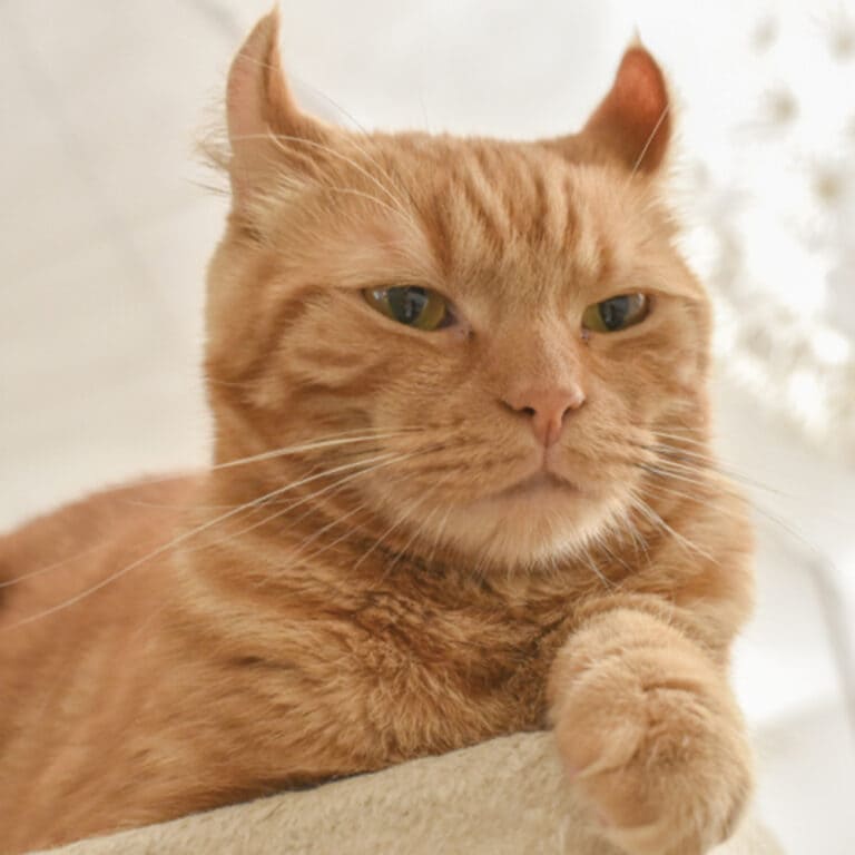 アメリカンカール