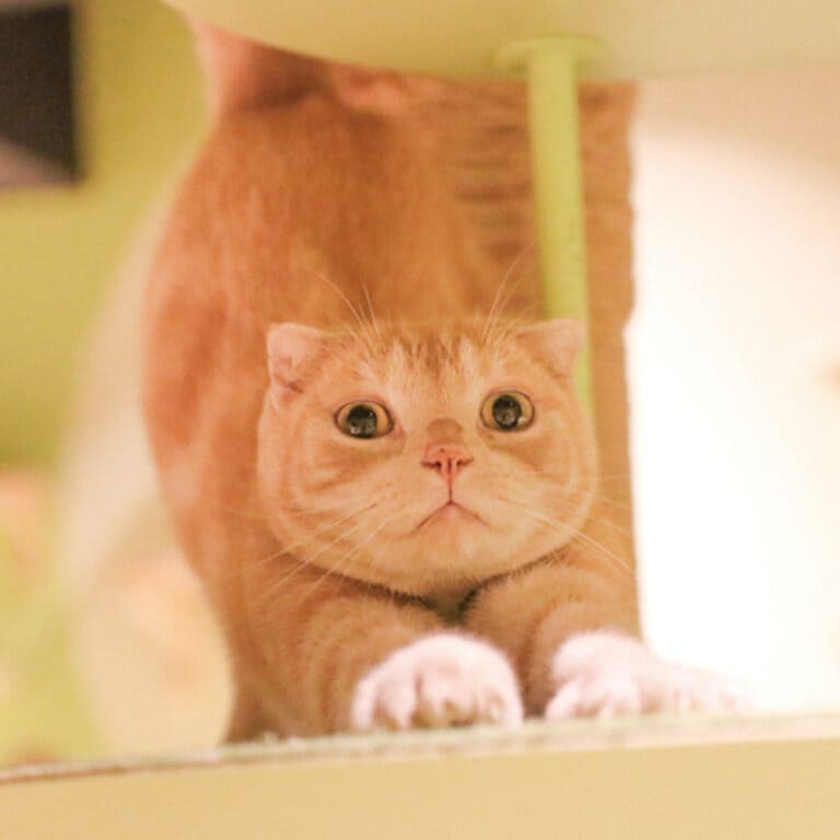 スコティッシュフォールド