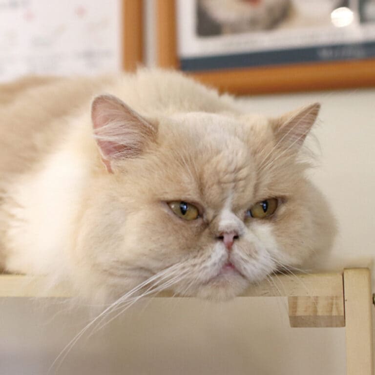 セルカークレックス