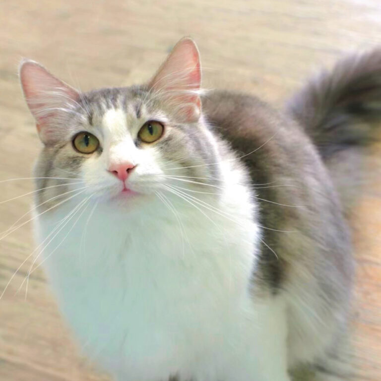 ノルウェージャンフォレストキャット-シンバ