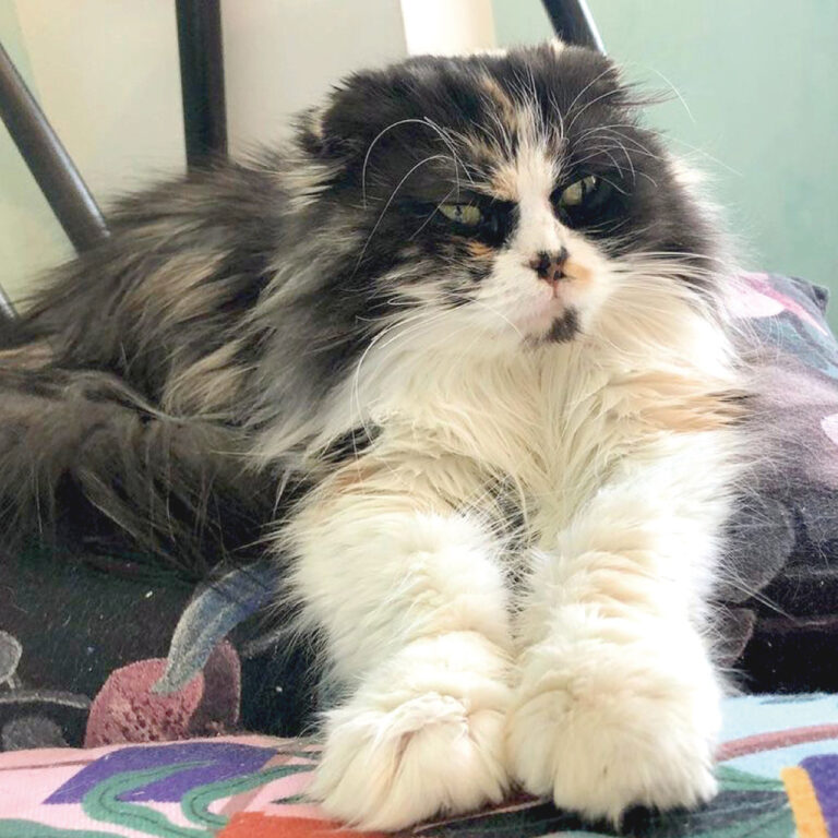 スコティッシュフォールド-テンコ－