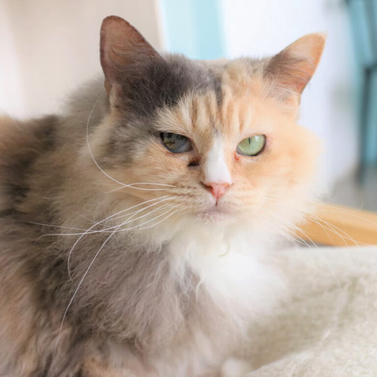 ラパーマ-ピコ