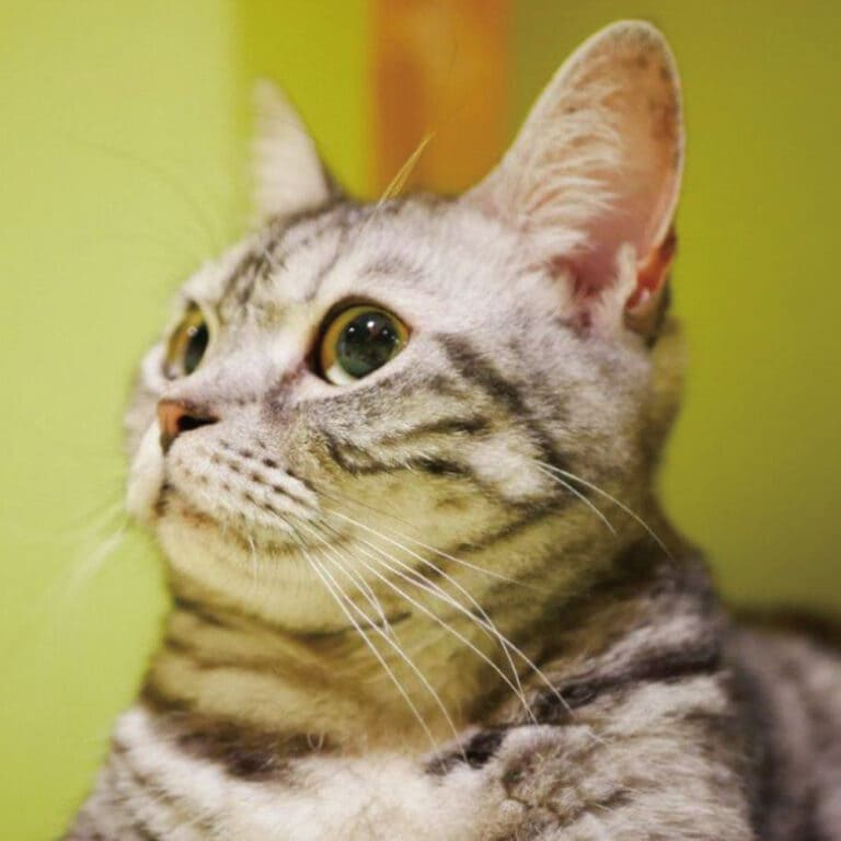 アメリカンショートヘア