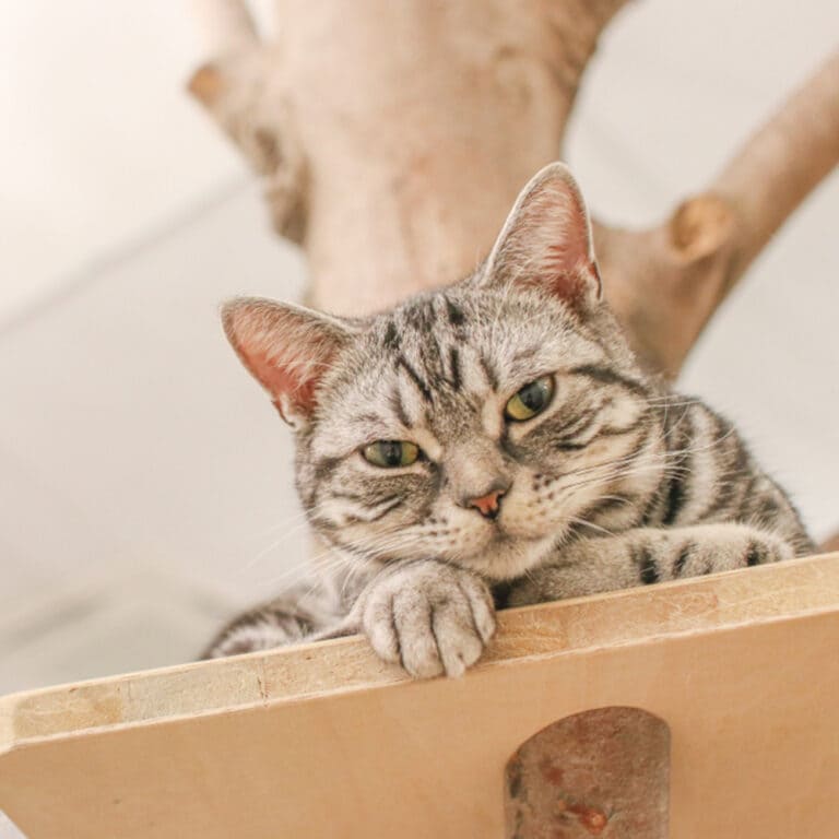 アメリカンショートヘア