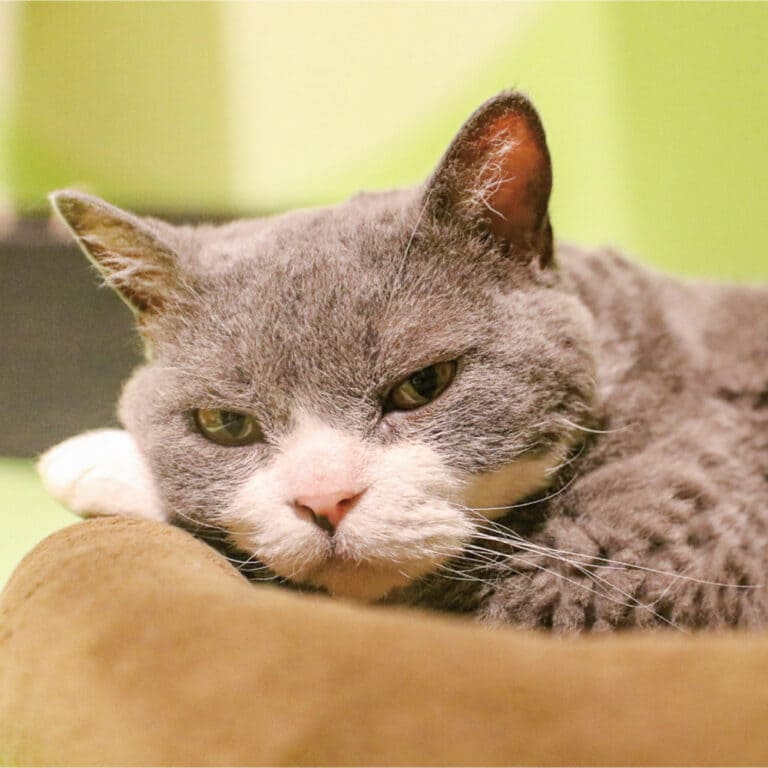 セルカークレックス