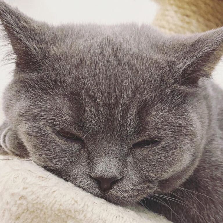 ブリティッシュショートヘア