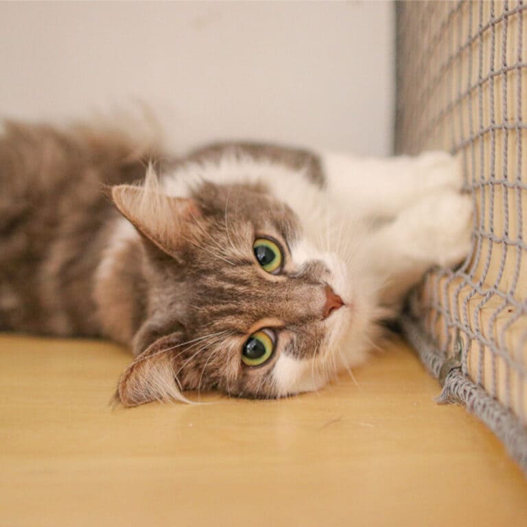 ノルウェージャンフォレストキャット