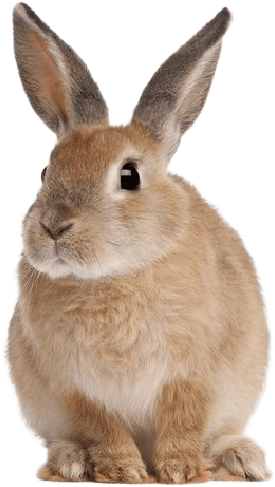 MOFFの仲間 うさぎ