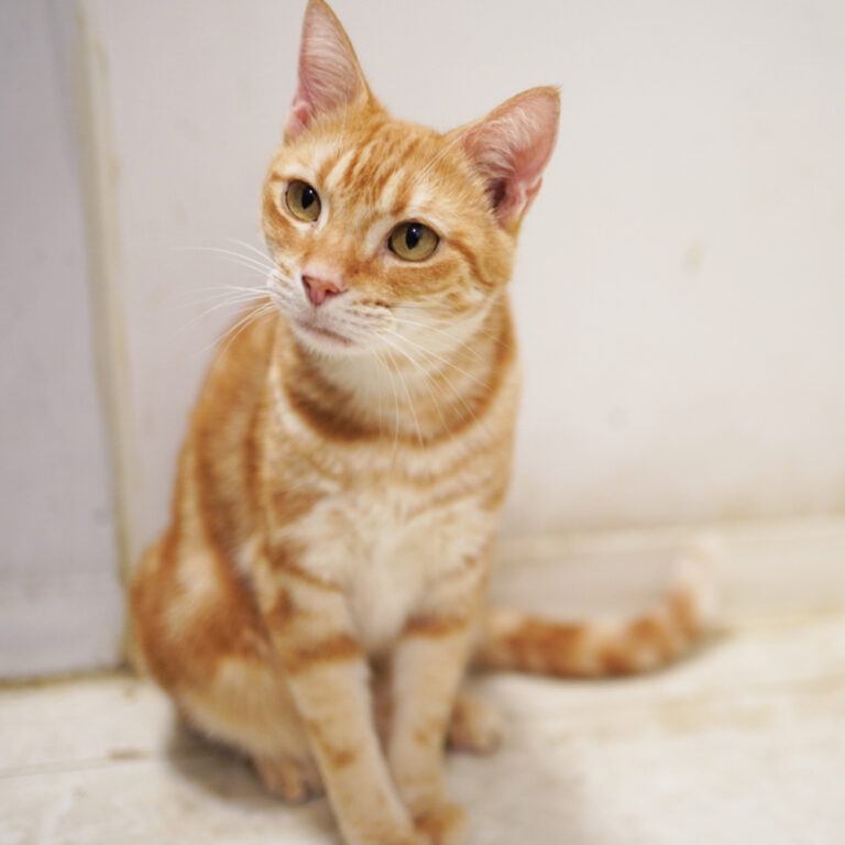 アメリカンショートヘア-虎徹(こてつ)