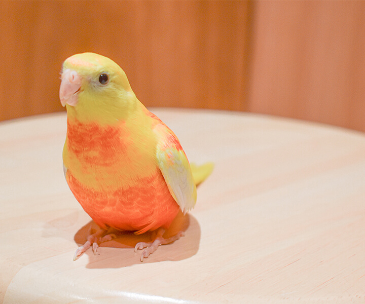 ヒムネキキョウインコ