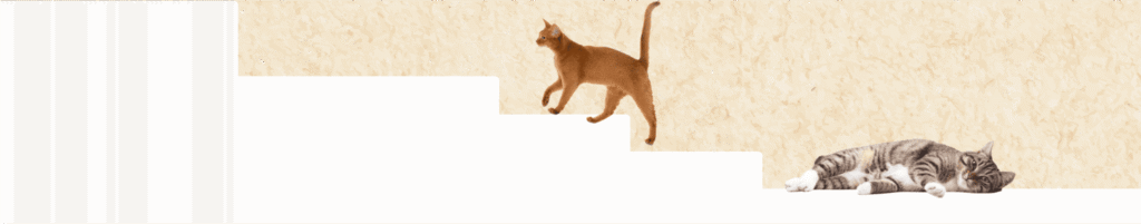 cat_過ごし方店内で過ごす猫の様子