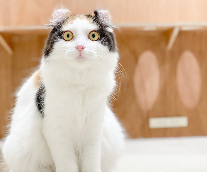 アメリカンカール