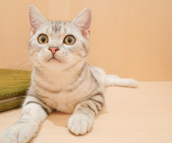 アメリカンショートヘア