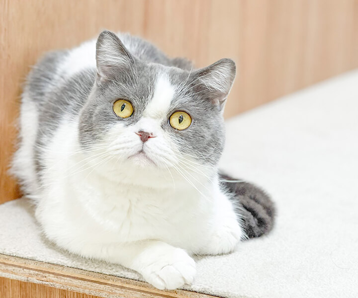 エキゾチックショートヘア