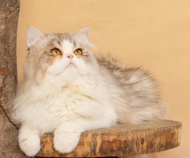 エキゾチックロングヘア