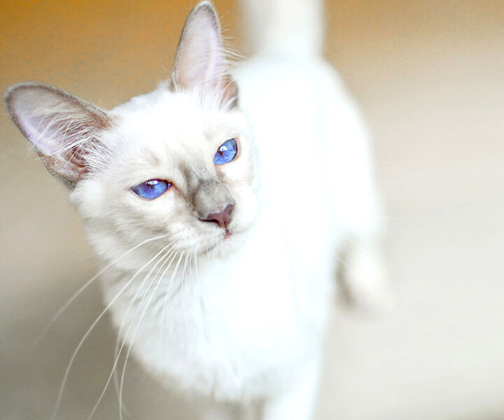 オリエンタルショートヘア