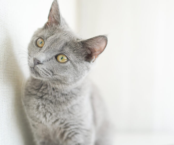 シャルトリュー