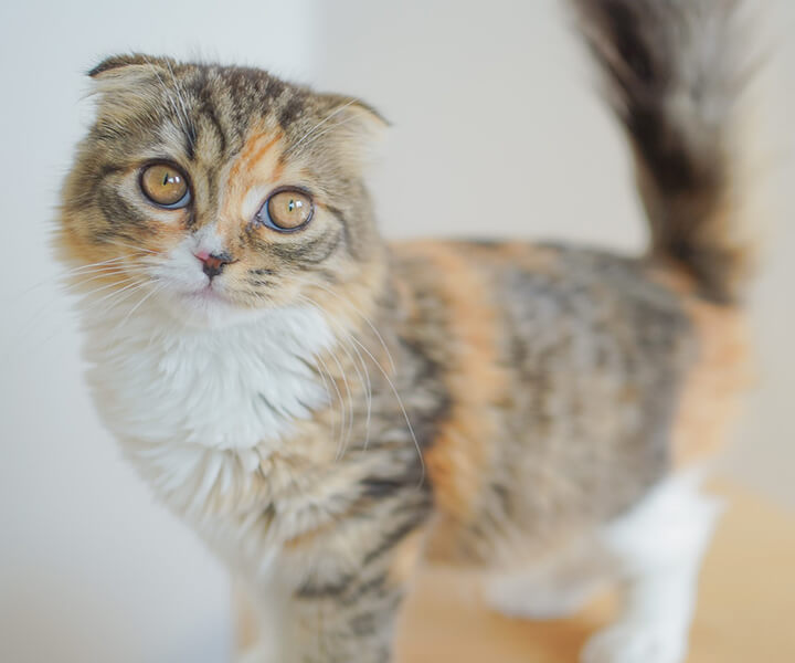 スコティッシュフォールド