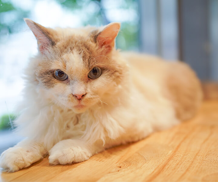 セルカークレックス