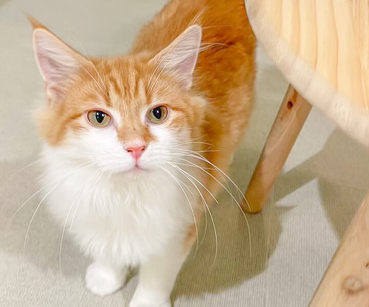 ノルウェージャンフォレストキャット