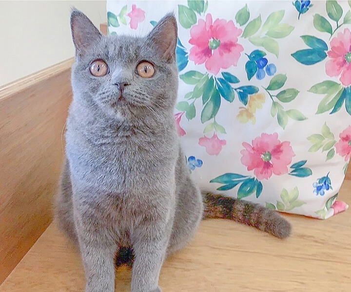 ブリティッシュショートヘア