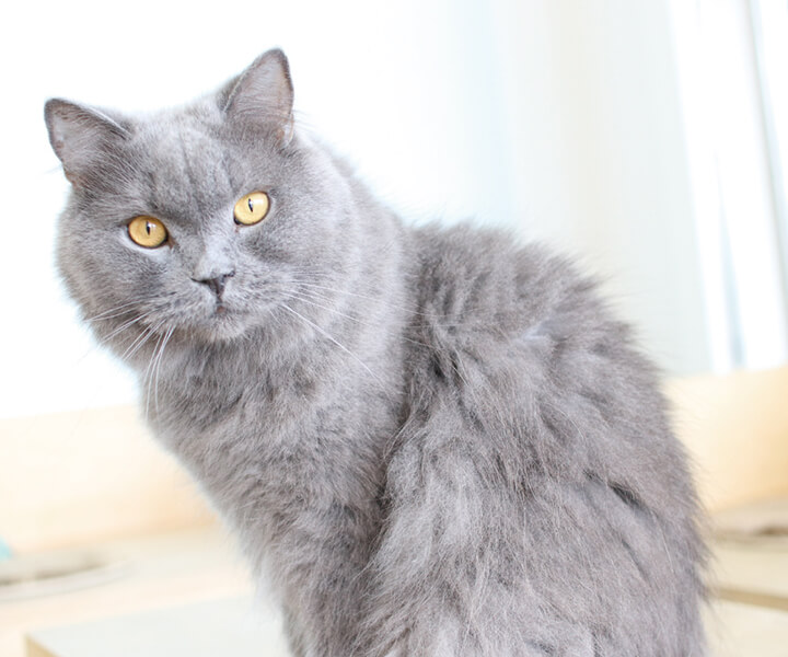 ブリティッシュロングヘア