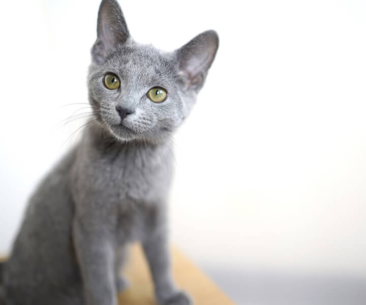 ロシアンブルー