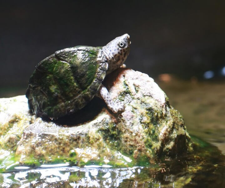 カブトニオイガメ